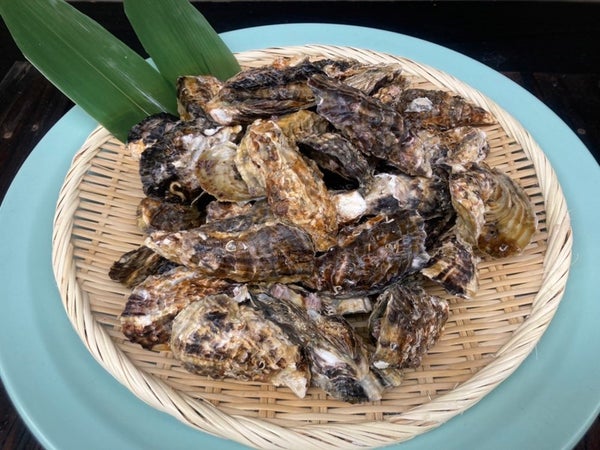 【下関・新下関発】ド・ド~ンと!焼き牡蠣&3種のズワイガニ食べ放題!かに・牡蠣フェスティバル 日帰り2